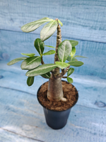 Adenium Baobab (Адениум)