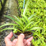 Орхидея PAPHIOPEDILUM EXUL