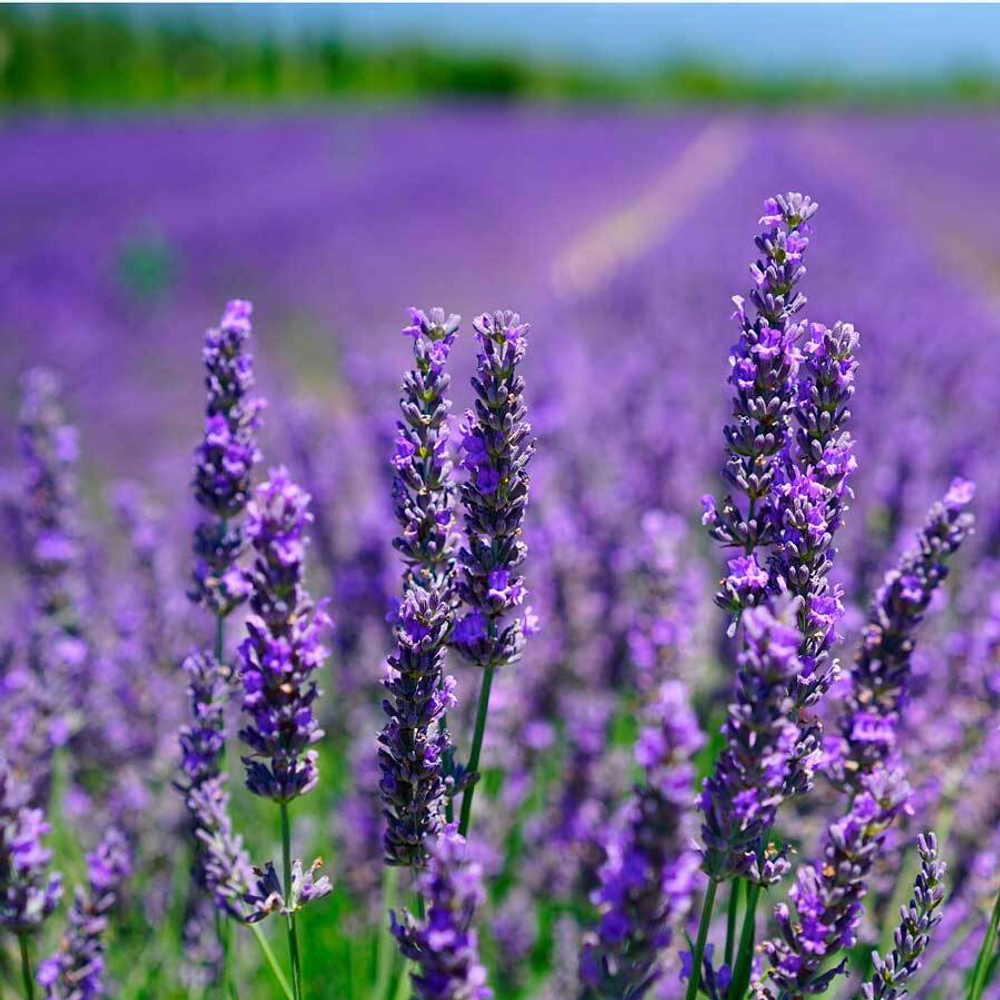 фото поля лаванды-adonnis.ru