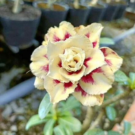 Адениум обесум 355 Kim Dương