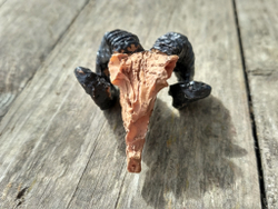 Череп горного "Козла"