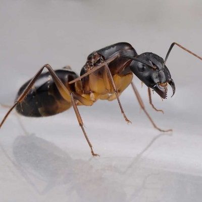 Муравьи Camponotus fellah (Кампонотус феллах)