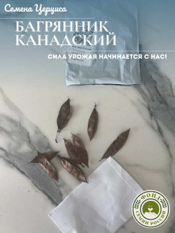 Багрянник, Церцис, Канадский, семена 20 шт.