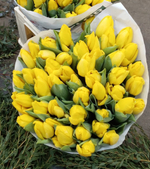 33 желтых тюльпана + бокс