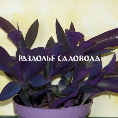 Традесканция Блоссфельда