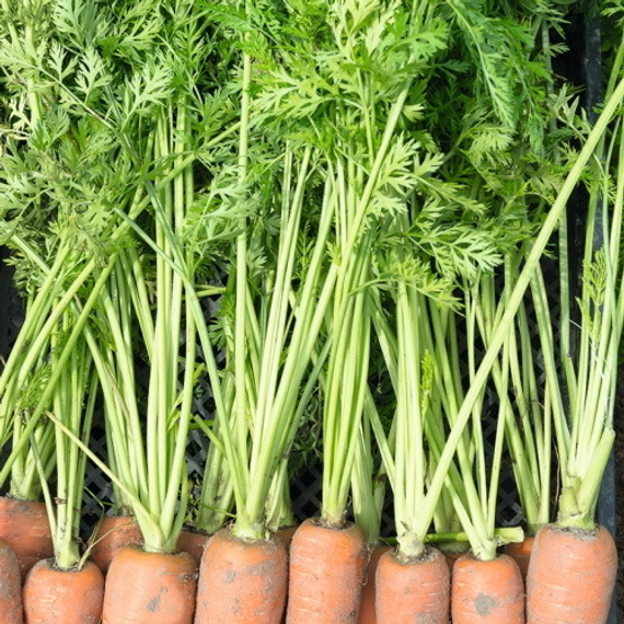 Канада F1 семена моркови курода/шантане (Bejo / Бейо) культура – фото 5