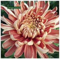 Хризантема одноголовая Золотое руно ☘ о.42 (доставка весна 2026г)