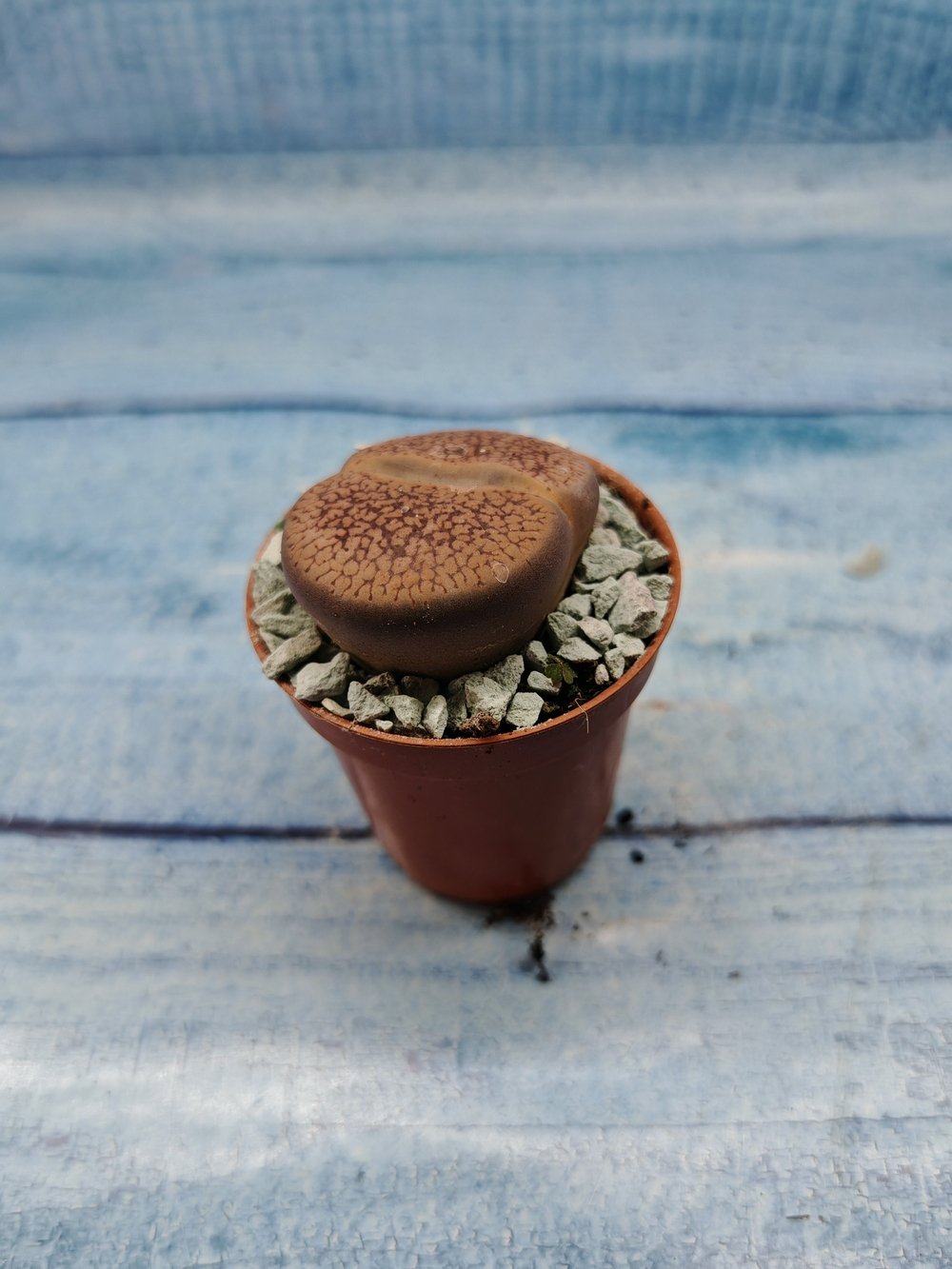 Lithops sp. (Литопсы)