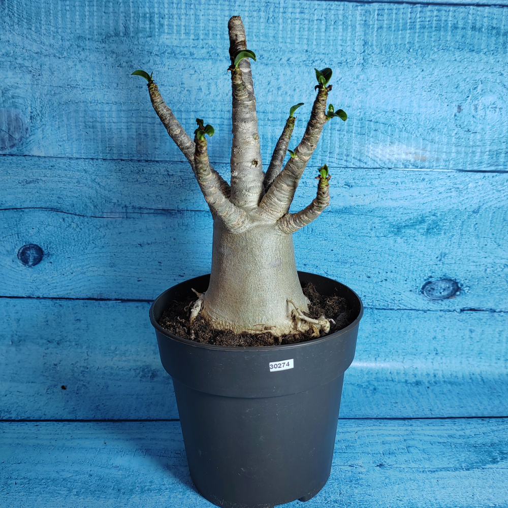 Adenium Baobab (Адениум)