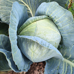 Ферро F1 семена капусты белокочанной (Seminis / Семинис)