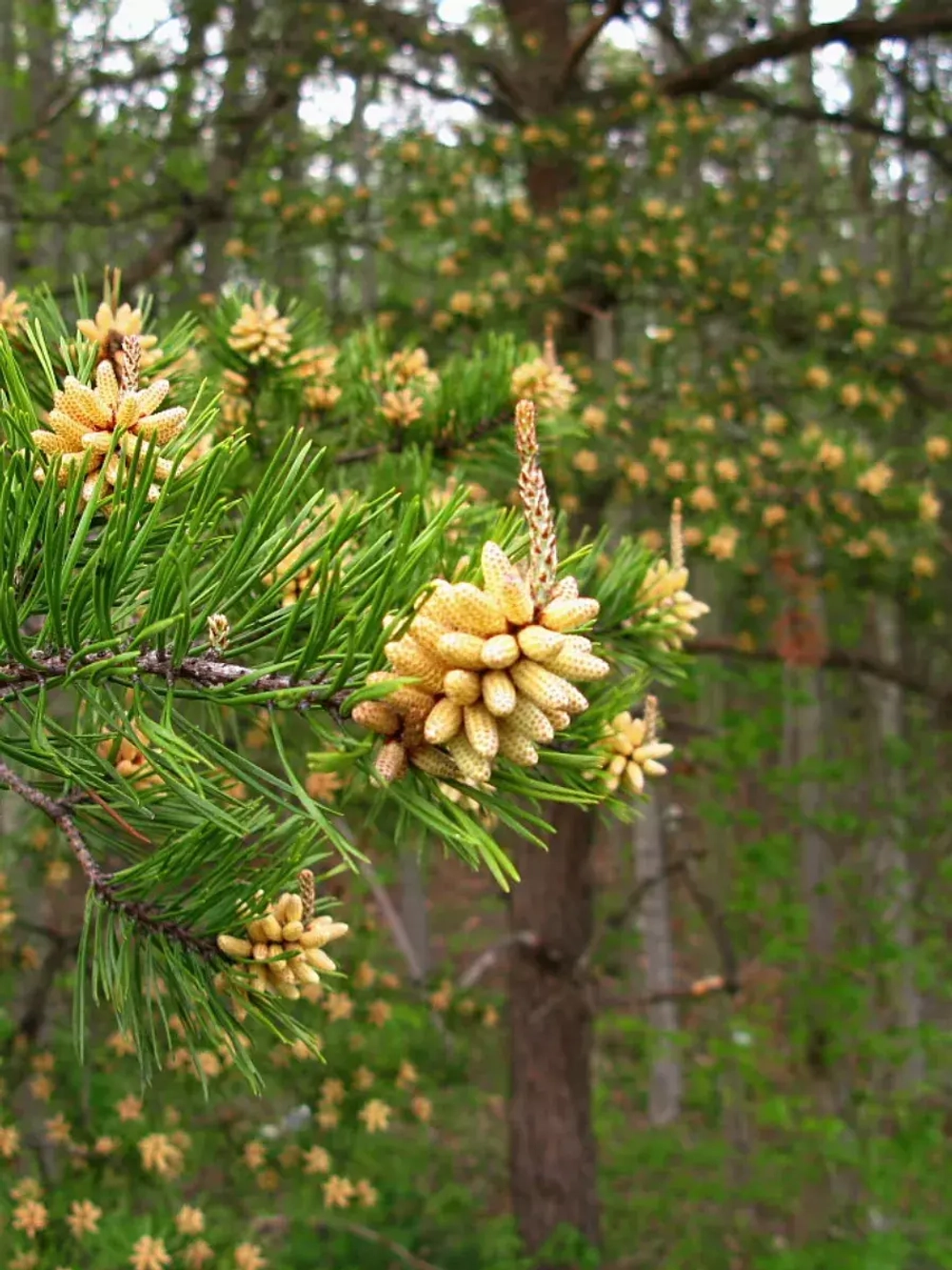 Семена Сосна виргинская (Pinus virginiana LA) 1гр