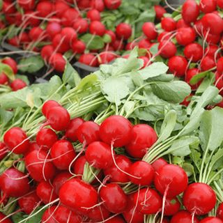 Редис Эскала F1 (250 грамм)