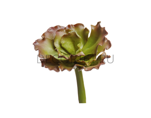 Суккулент Эхеверия Шавиана Трифлс зелёно-бордовая в-5, ш-8 см 24/96 30.0616201BRG