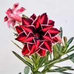 Адениум CANDRAMAYA