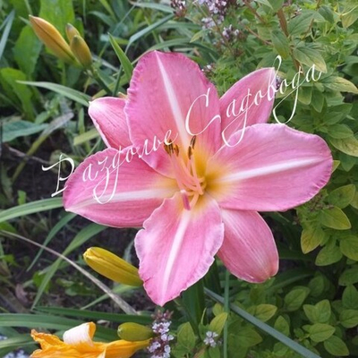 Лилейник гибридный Холс Пинк