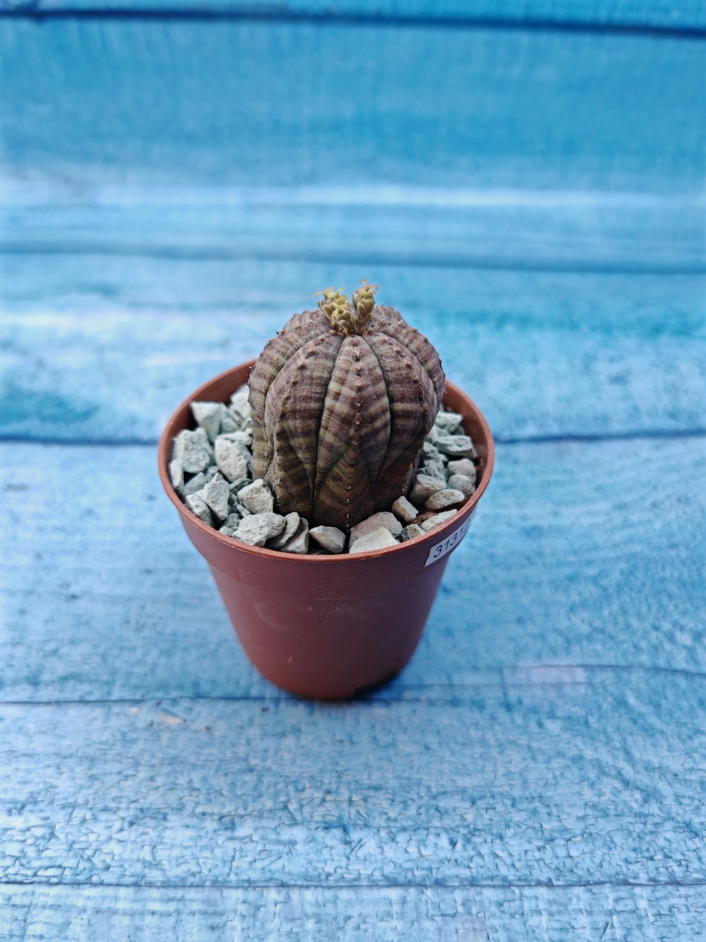 Euphoria Obesa (Эуфорбия)