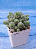 Rebutia Fabrisii (Ребуция)