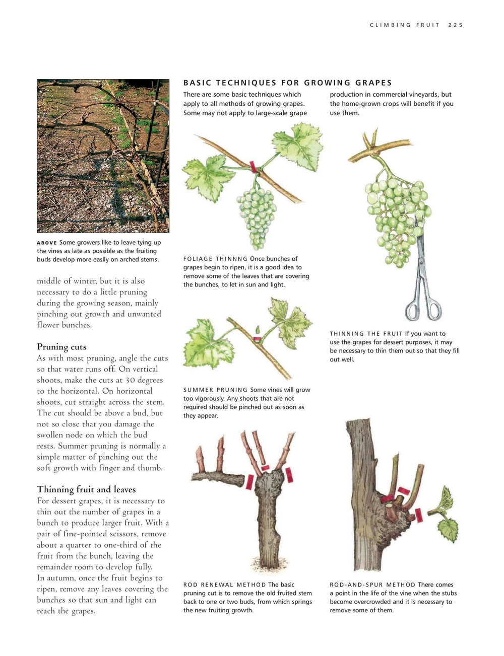 Practical Guide to Pruning, Training and Topiary