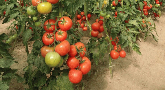 Канна 218 F1 семена томата индетерминантного (Seminis / Семинис) – фото 2