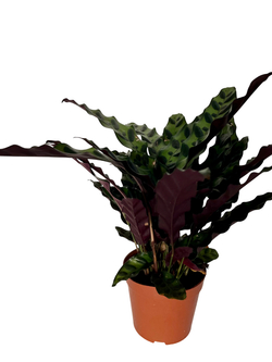 Калатея Leopard Pattern д.11