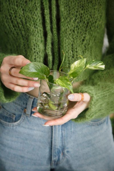 Осень и комнатные растения: как не навредить заботой