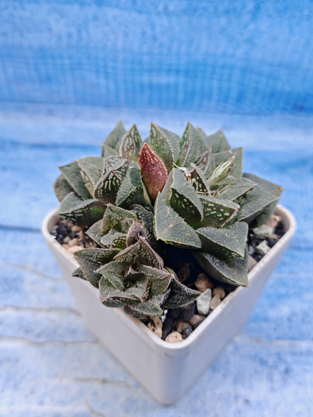 Haworthia Pygmaea (Хавортия)