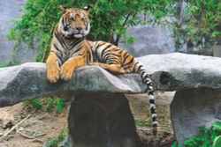 Коллекция Животные