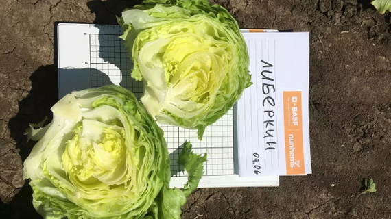 ЛИБЕРКИН семена салата Nunhems цена – фото 3