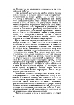 Виноградный питомник | А.Г. Мишуренко