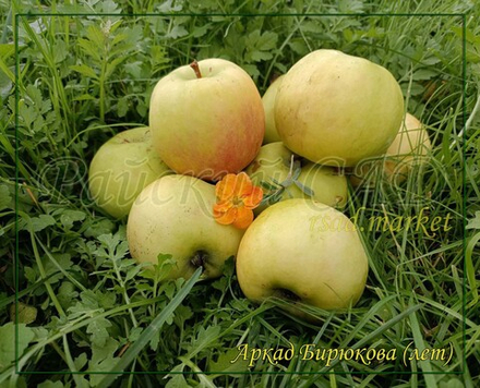 Яблоня Аркад Бирюкова