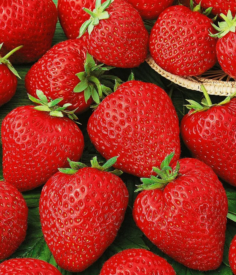 Клубника Корона рассада меристема