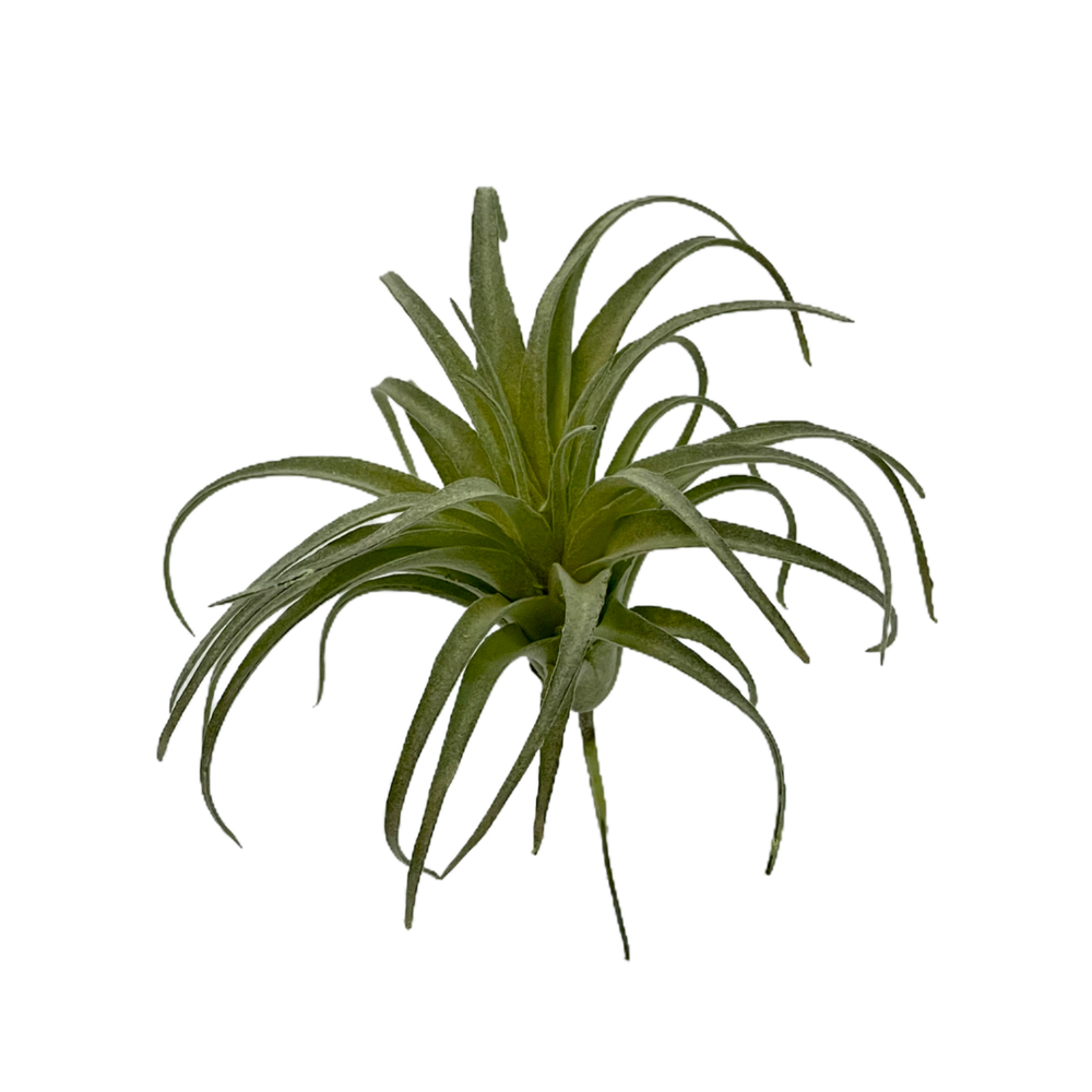 Тилландсия мини 16х13 см