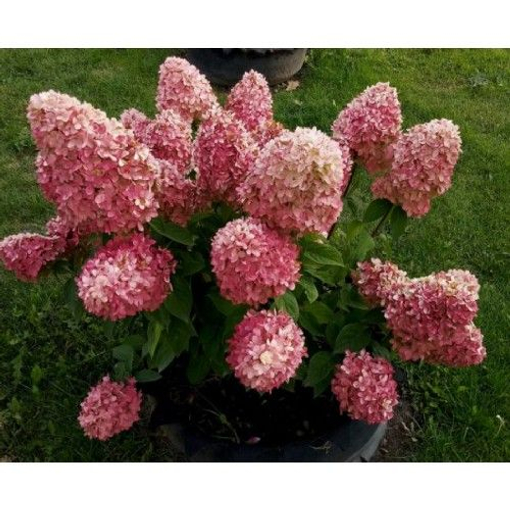Гортензия метельчатая Мэджикал Кэндл (3/6 веток) Закупка М59 апрель 2026