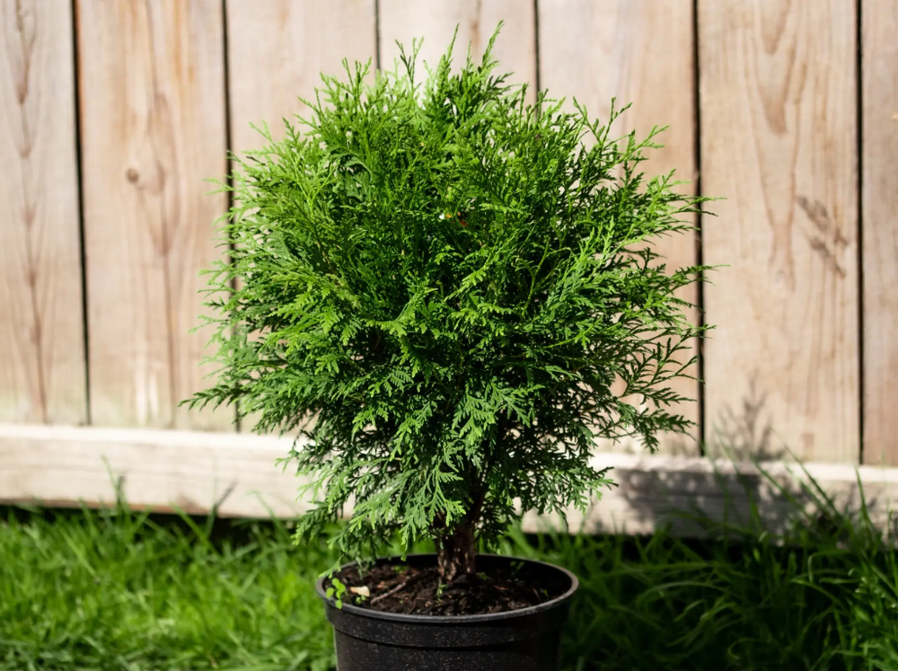 Туя западная «Globosa»