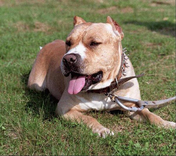 Американский стаффордширский терьер Американский стаффордширский терьер