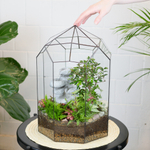 Готовый флорариум Ботанический сад с бонсай XL с водопадом