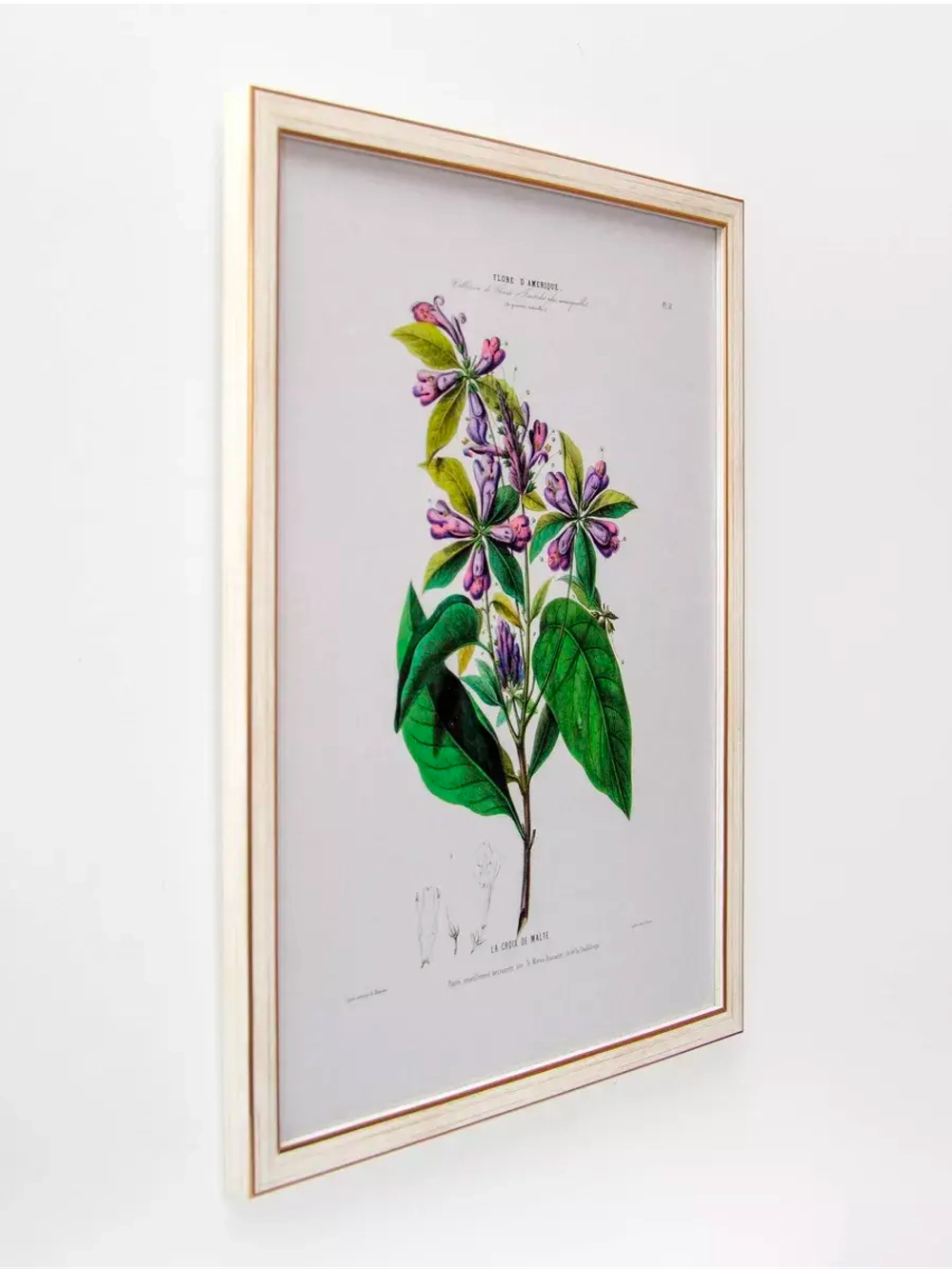 Постер настенный в багетной раме "Ботаника" 42*32 см