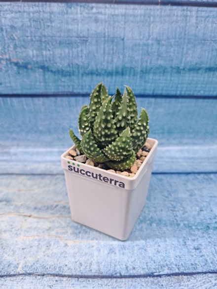 Haworthia Margaritifera Pumila (Хавортия)