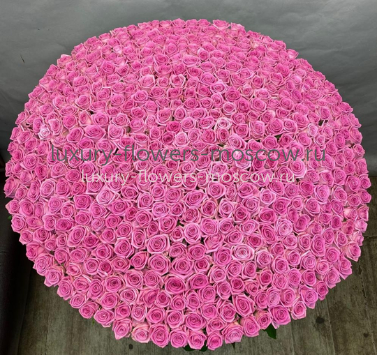 501 розовая роза рф 6