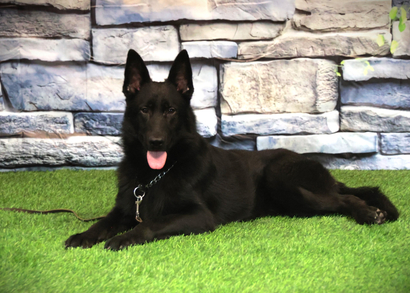 ШЕРХАН Из Поместья Боговик - 25.08.2024 д.р.