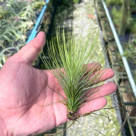 Тилландсия Funky One (andreana x funckiana)