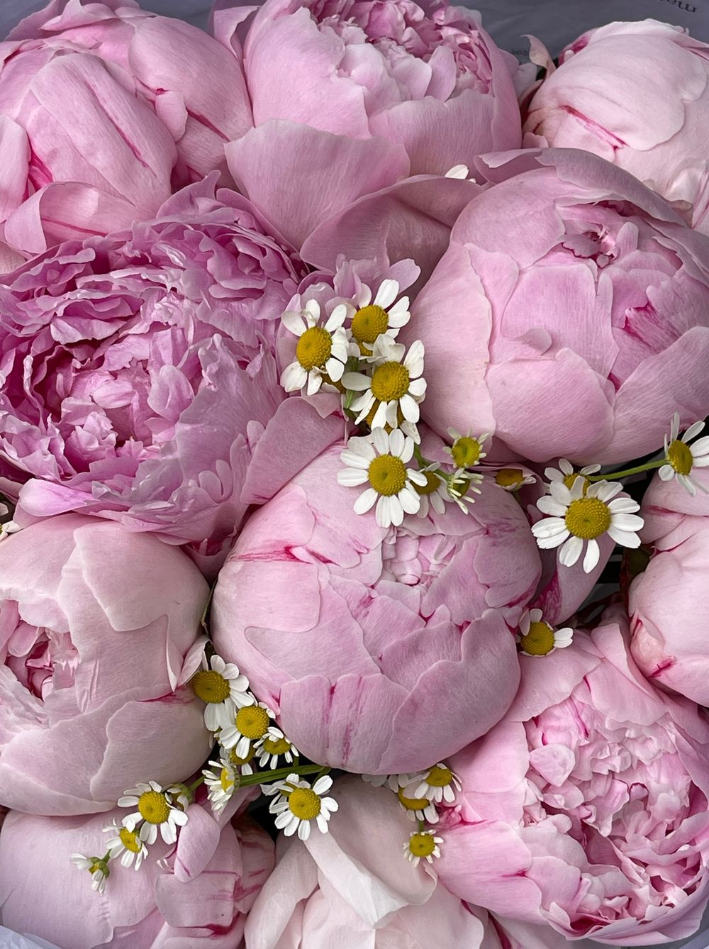Букет 15шт розовых пионов с ромашками