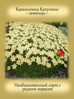 Камнеломка Капучино цветущая почвопокровная