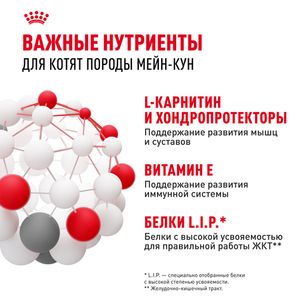 Пауч Royal Canin Maine Coon Kitten для котят породы Мэйн Кун в возрасте до 15 месяцев, мелкие кусочки в соусе