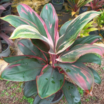 Кордилина PHET PHRA NARAI