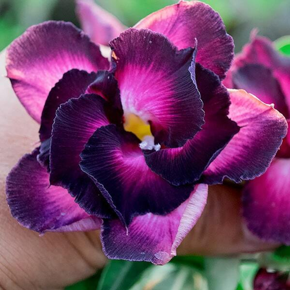 Адениум обесум RISING VIOLET