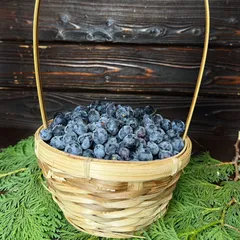 Голубика премиум / 1 кг