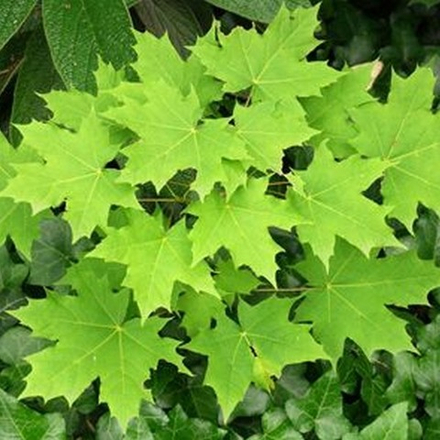 Клен остролистный Глобозум f178 300-320, 16-18