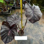 Колоказия LAKE HILLIER