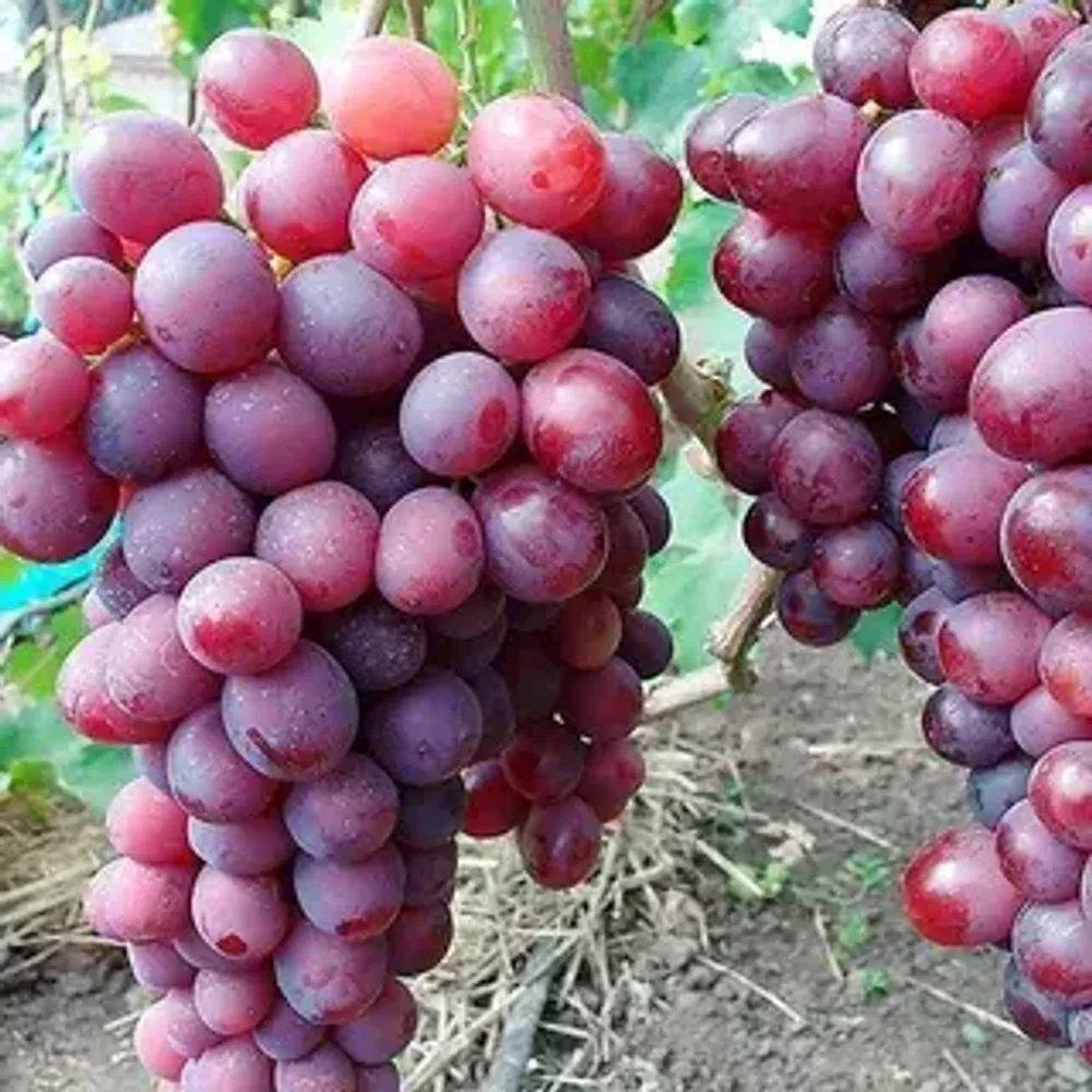 Виногдар Памяти учителя наличие